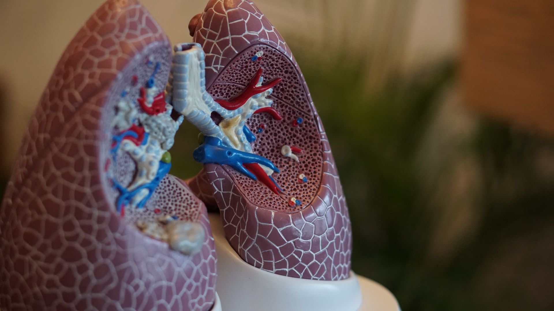 human biology plastic model of lungs