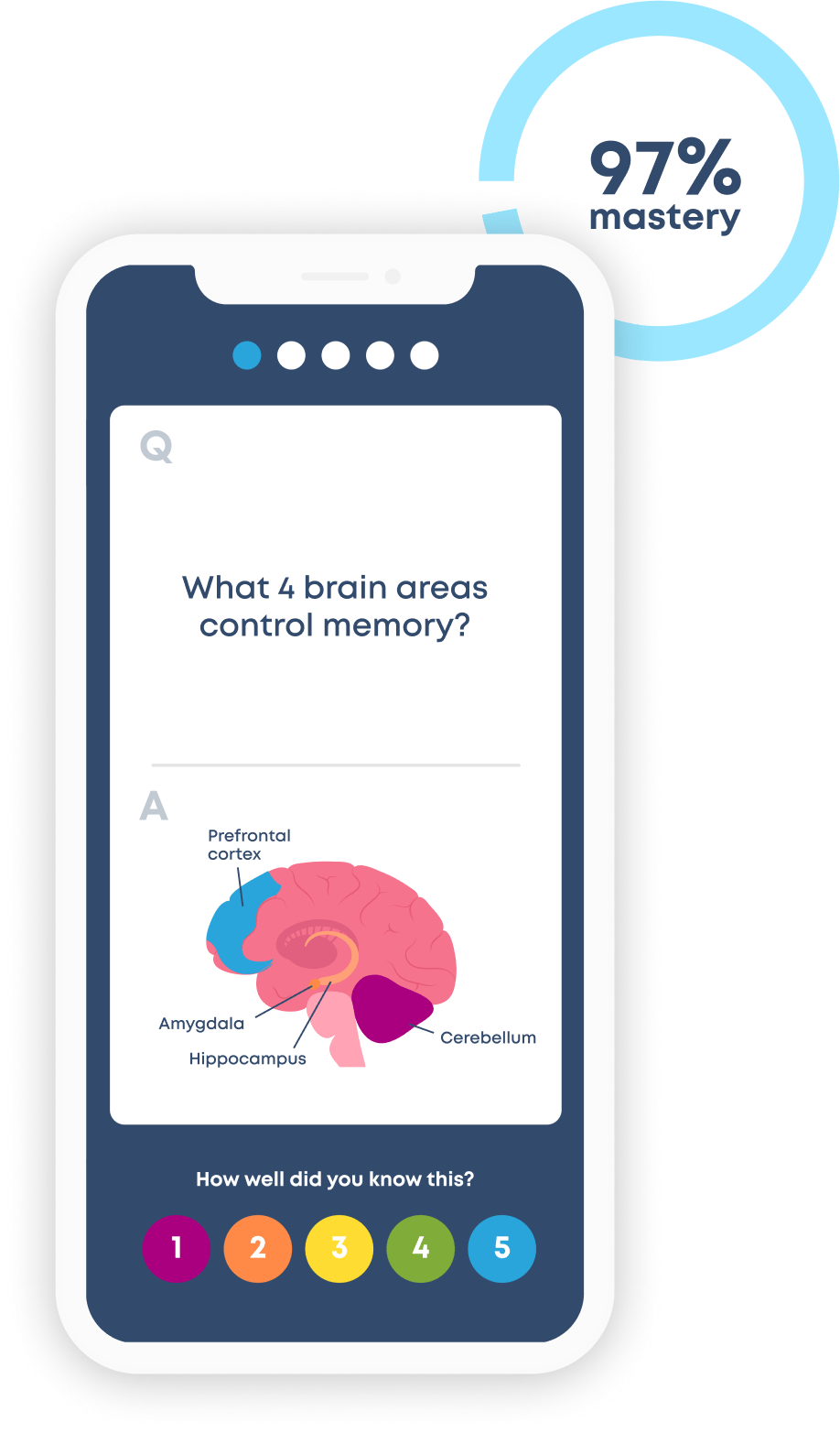 Flashcard divided into top (question) and bottom(answer) section, with a question, 'What 4 brain areas control memory' and an answer side showing an image of the brain and pointing out the: prefontal cortex, amygdala, hippocampus, and cerebellum. Five buttons appear at the bottom each with a number 1-5 in order.  A 97% complete widget is on the top corner of the phone.